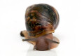 Archachatina porphyrostoma Nigeria B juvenil, 4 cm